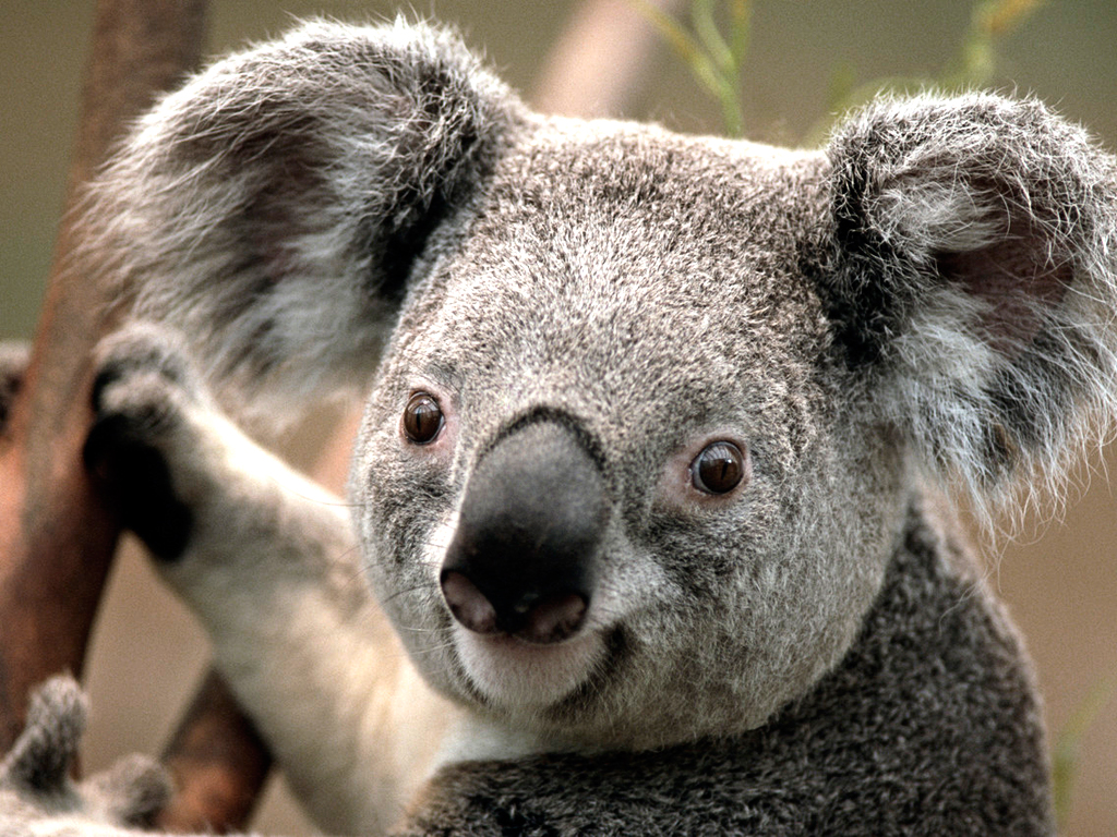 This is a photo of a Koala