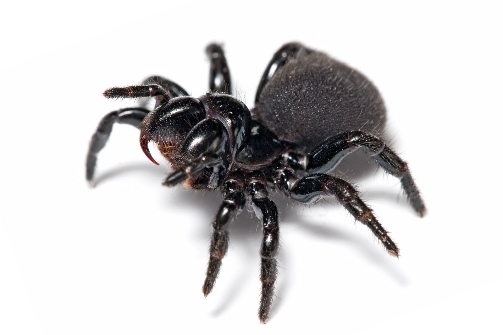 This is a photo of a Mouse Spider
