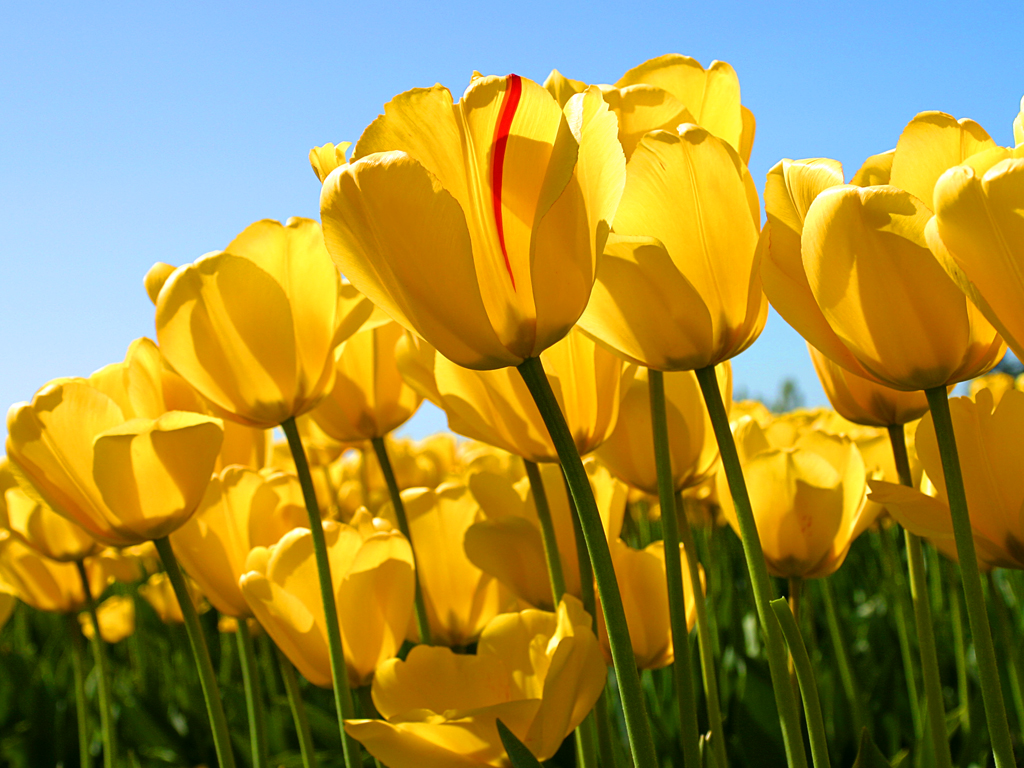 This is a photo of Tulips